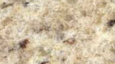 Granito Ornamental